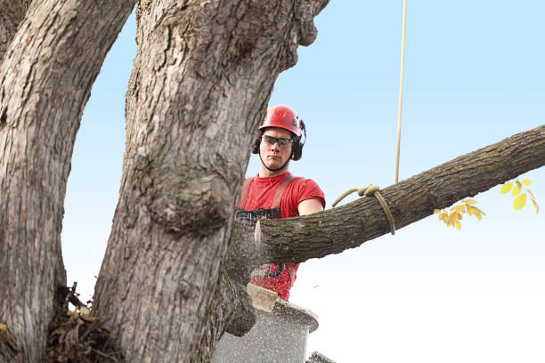 Best Arborist Consultation Services  in Maquoketa, IA